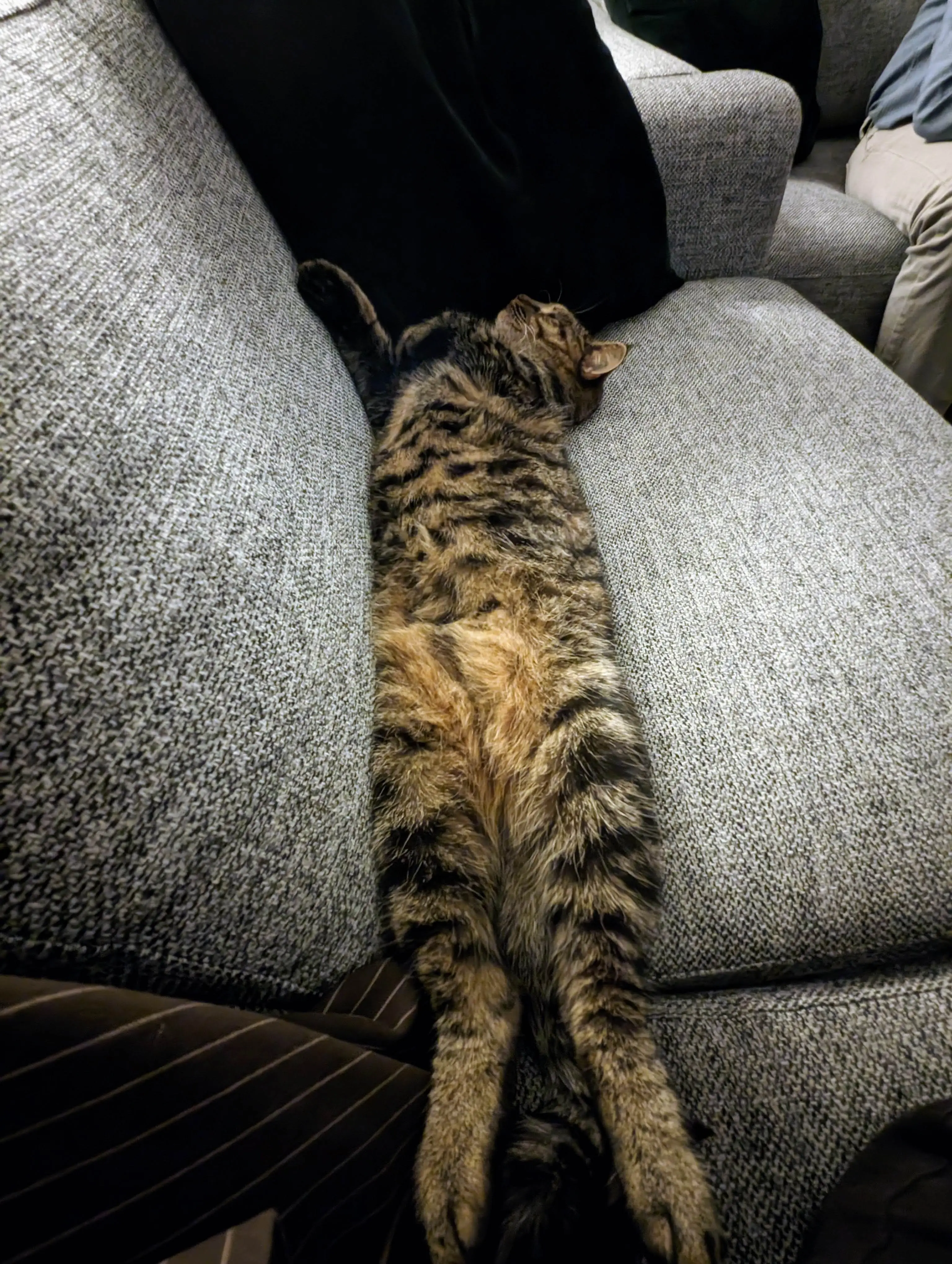 Miso sover på sofaen