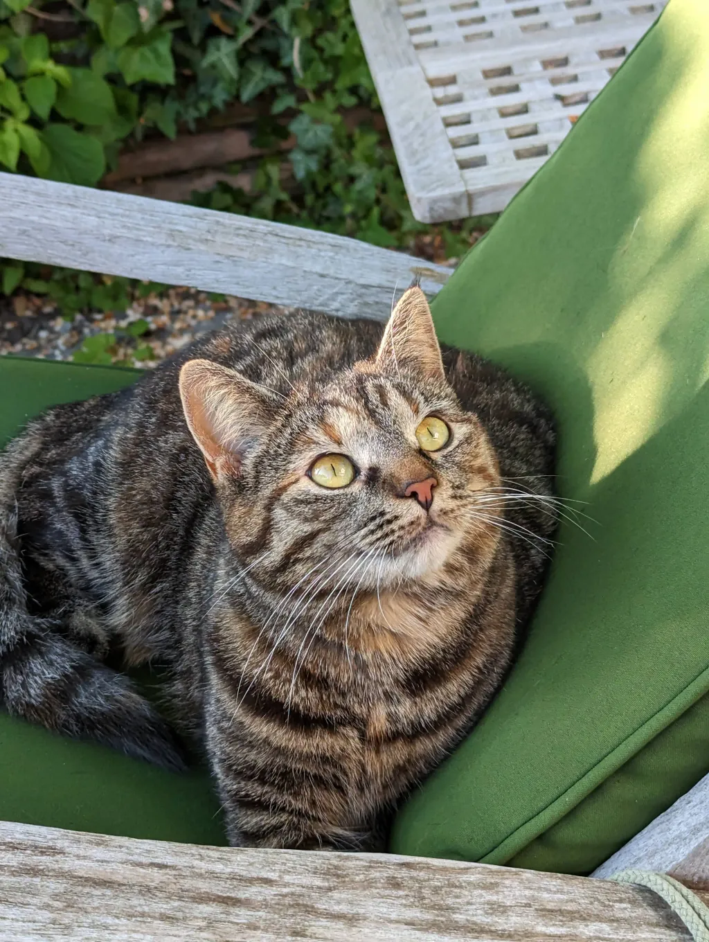 Miso ligger udenfor og ser på fugle