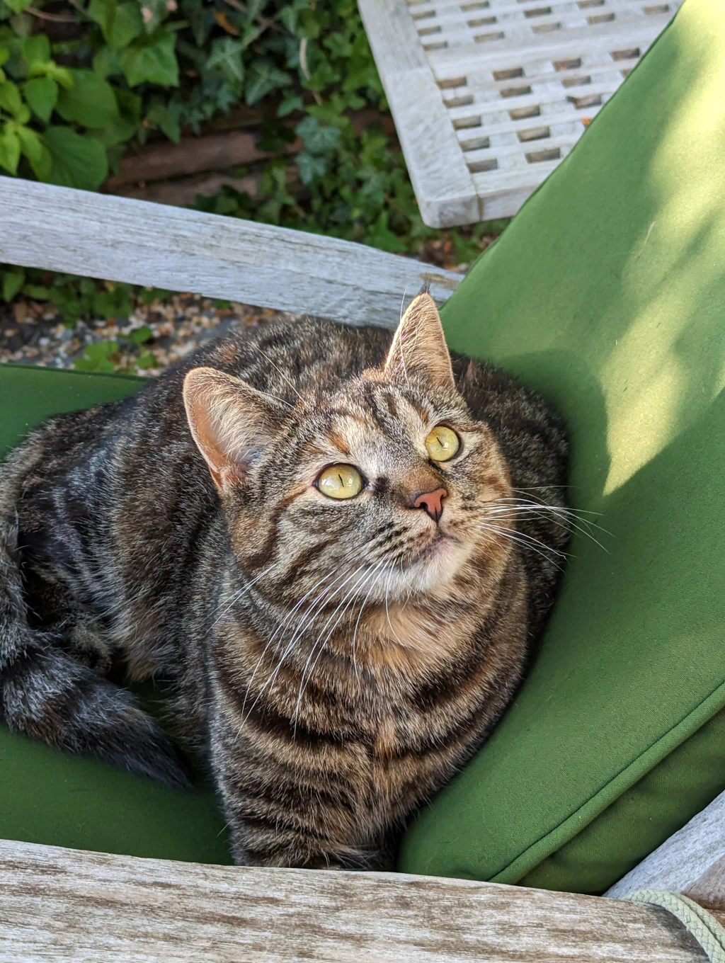 Miso ligger udenfor og ser på fugle