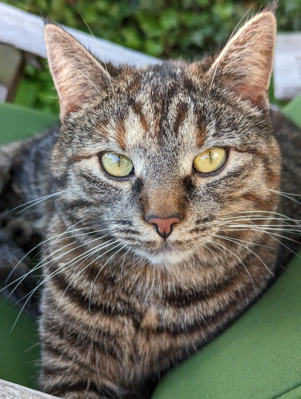 Miso solbader i vores lænestol