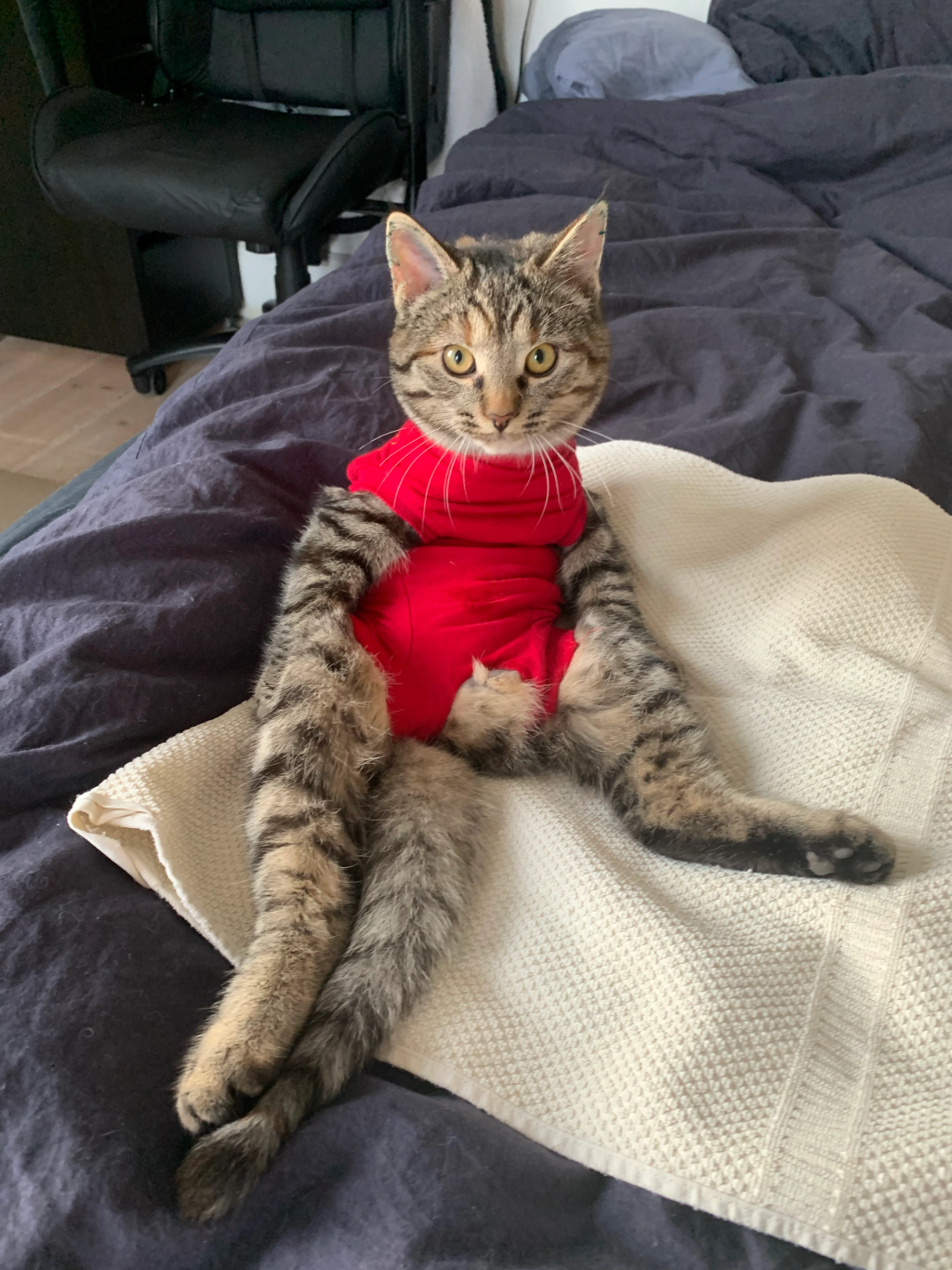 Miso har været hos dyrlægen