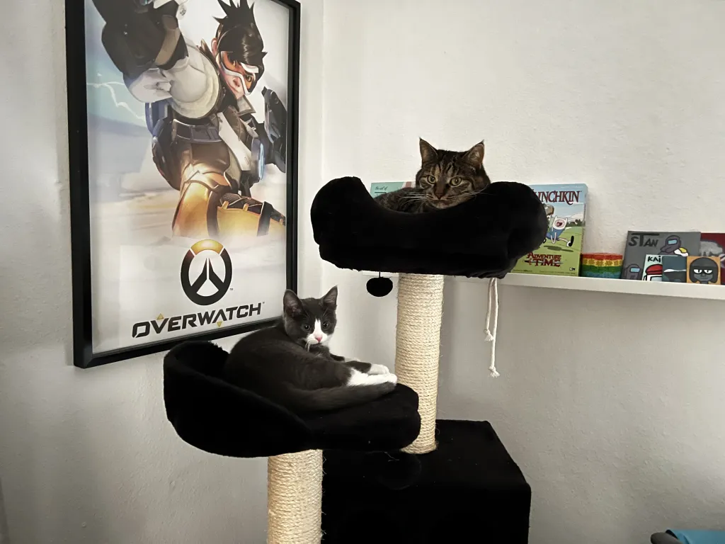 Tor og miso er også venner