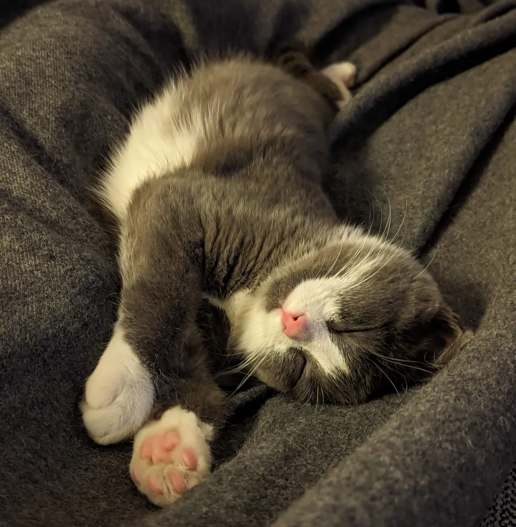 Tor elsker at sove, især med far