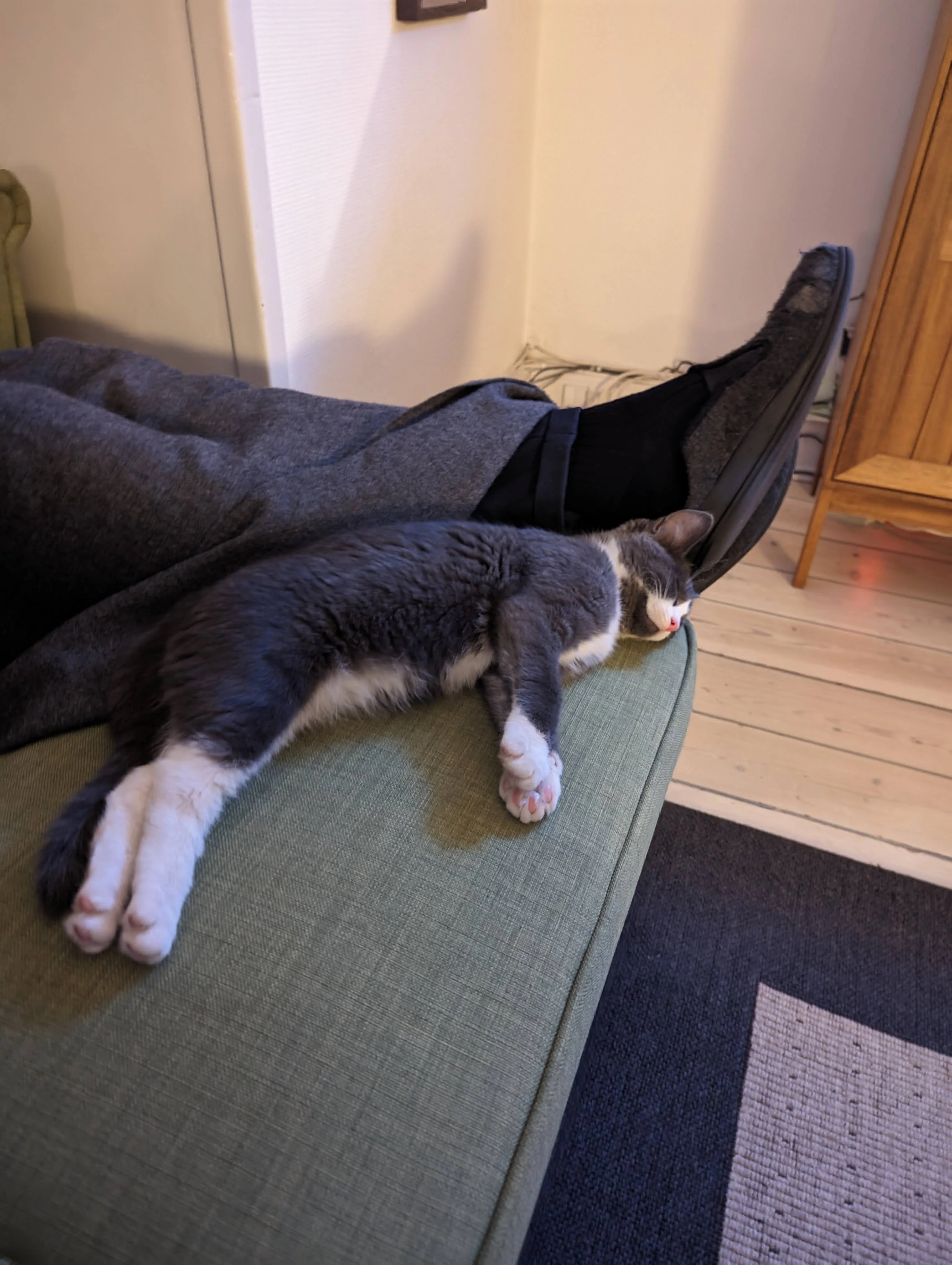 Og elsker far. Det er hans kat